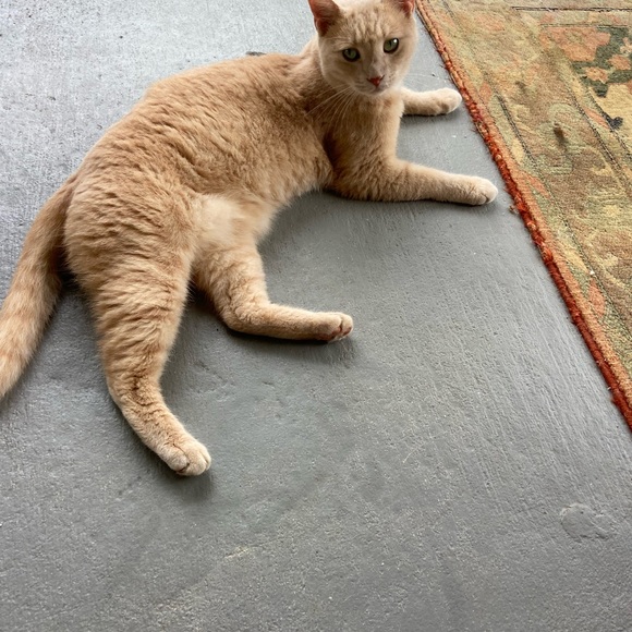 Animal Friendly Home - Picture 6 of 16